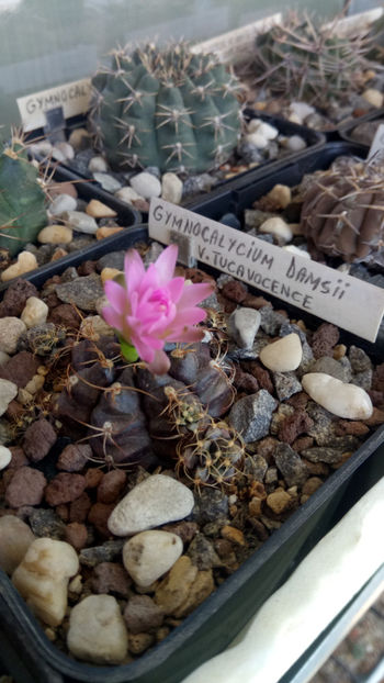 12.05.2020 - Gymnocalycium damsii v tucavocence