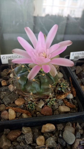 12.05.2020 - Gymnocalycium damsii v tucavocence