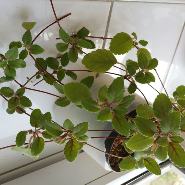 mai cheluta dar cu multi bobocei . - Alsolbia