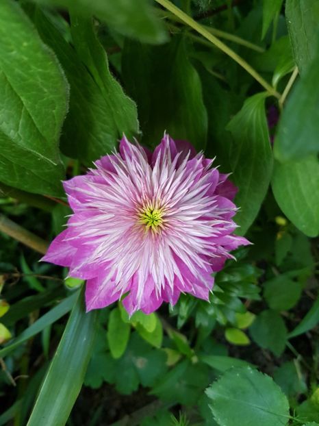  - Clematite 2020-2023