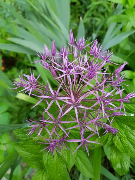 - Allium 2020 21 22