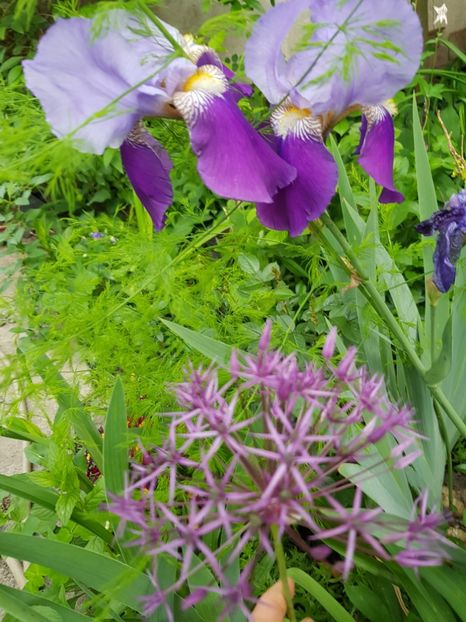  - Allium 2020 21 22