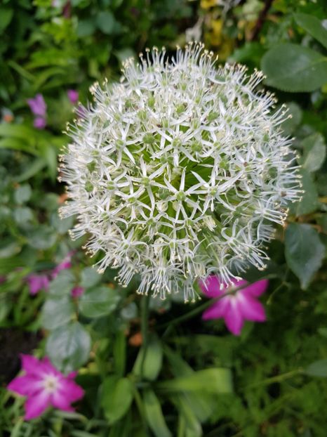  - Allium 2020 21 22