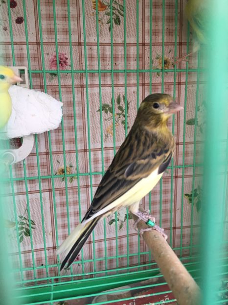 Verde pui 2020 - 2020- minicrescatorie