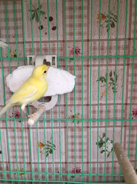 galben 2020 - 2020- minicrescatorie