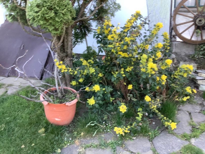 C9F028FD-D2CB-4717-8915-B6232222F719 - Gradina 2020