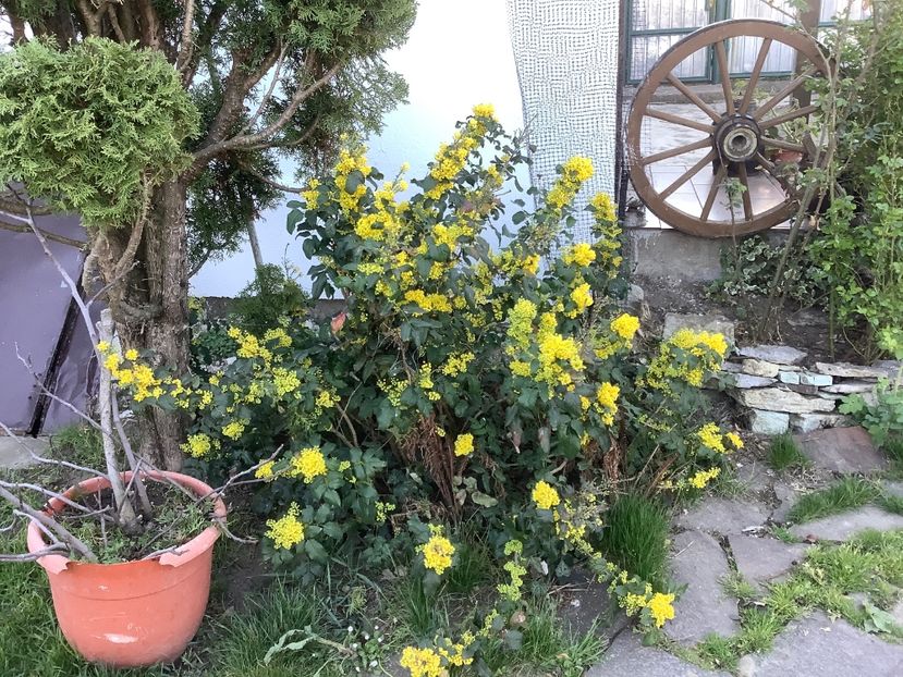 A370893C-0373-4D09-8B90-DF9F5BB37B69 - Gradina 2020