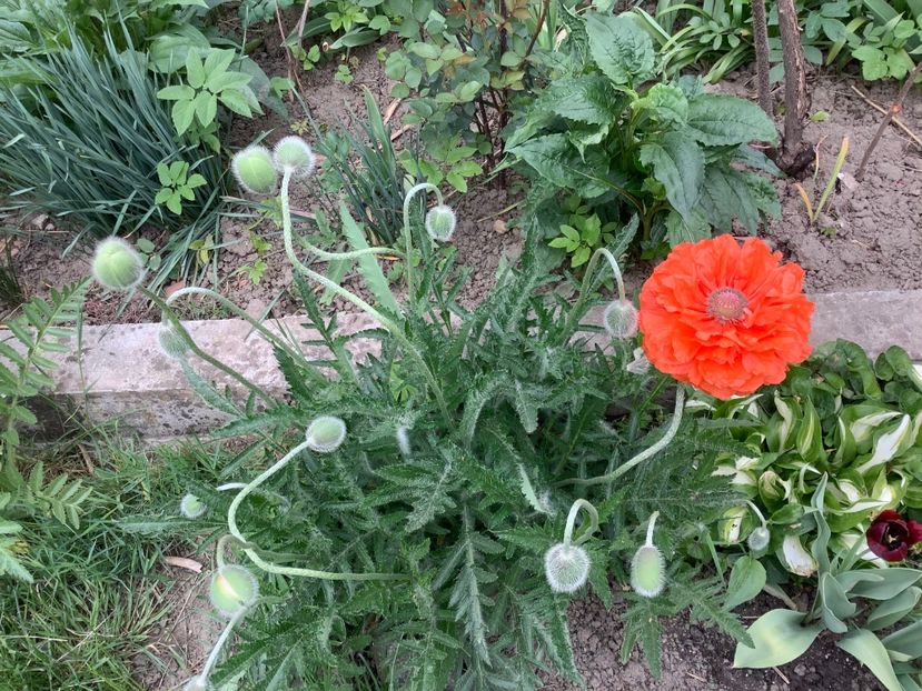 D14F85A9-64AA-4B58-8051-68B9B3650252 - Gradina 2020