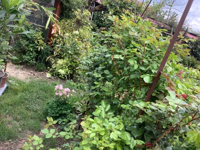 86D34266-B7ED-4E4D-9D36-C9DA1CADFEF3 - Gradina 2020