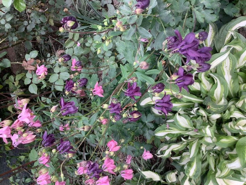 C0F863A6-5131-48D6-A23C-1015709C5D67 - Gradina 2020