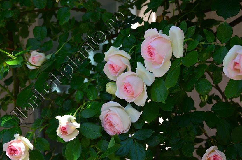 Trandafir - Flori gradina