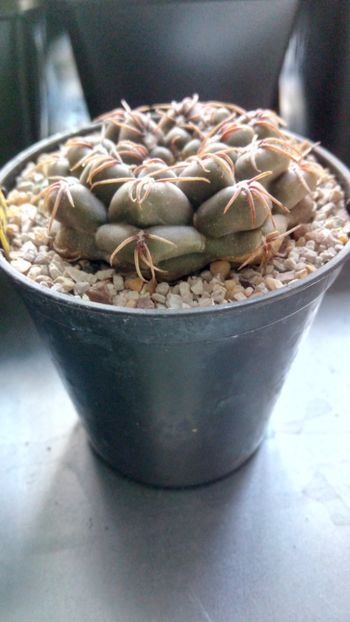 G. cordobense-quilino - Gymnocalycium