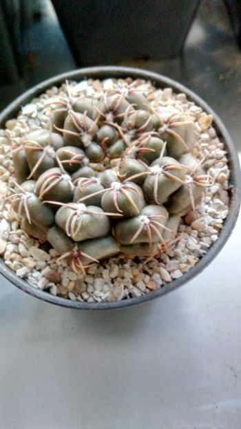 G. cordobense-quilino - Gymnocalycium
