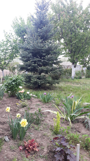  - Gradina primavara 2020