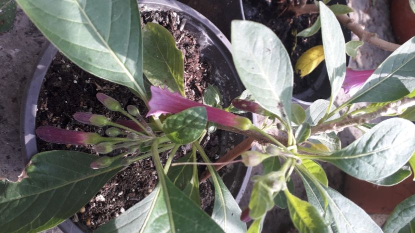  - Acnistus Australian x Iochroma Rosa Lila