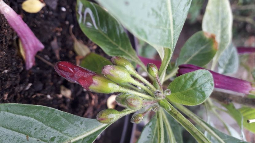  - Acnistus Australian x Iochroma Rosa Lila