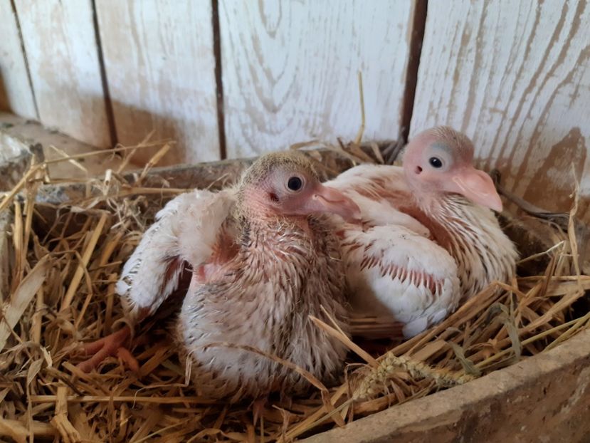 M - 01MS-CM-2020  si  F - 02MS-CM-2020 PERECHEA   9 - 05 PUI TEXANI 2020