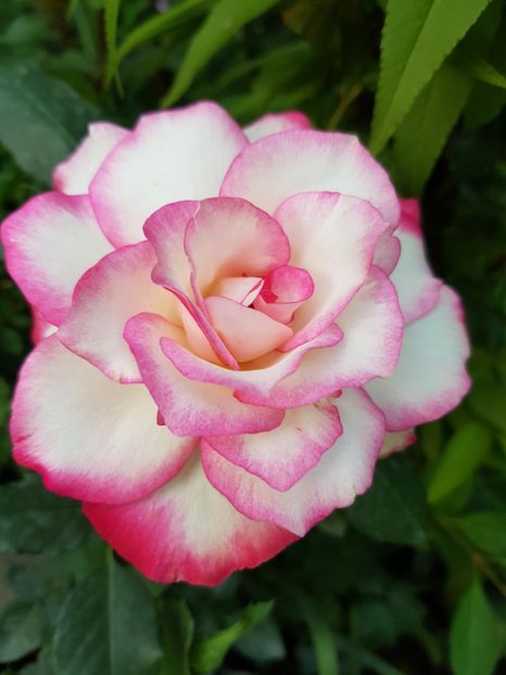 Nr.83 - Trandafiri 2020