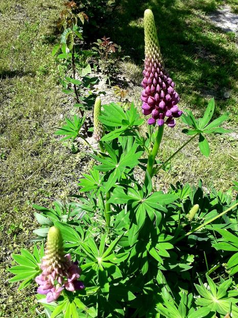 2020 - AAAAA_LUPIN 2015_2017_2018_2019_2020