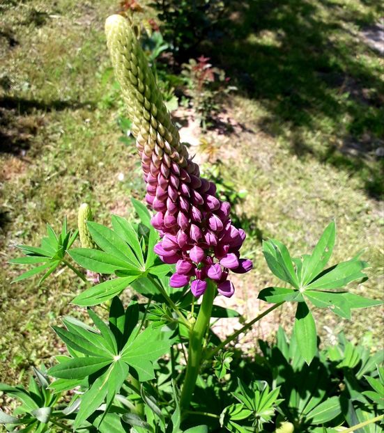  - AAAAA_LUPIN 2015_2017_2018_2019_2020