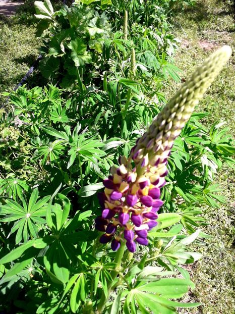  - AAAAA_LUPIN 2015_2017_2018_2019_2020