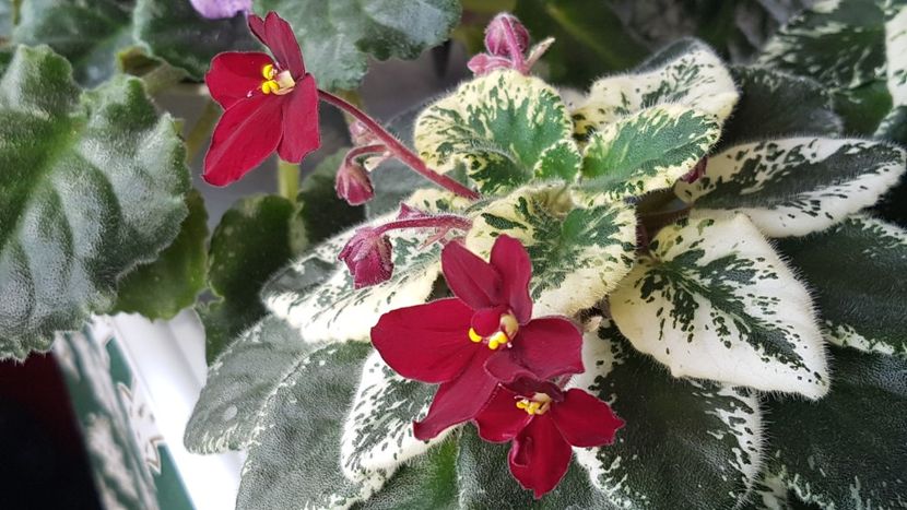  - Mac s O Scarlet o Hara