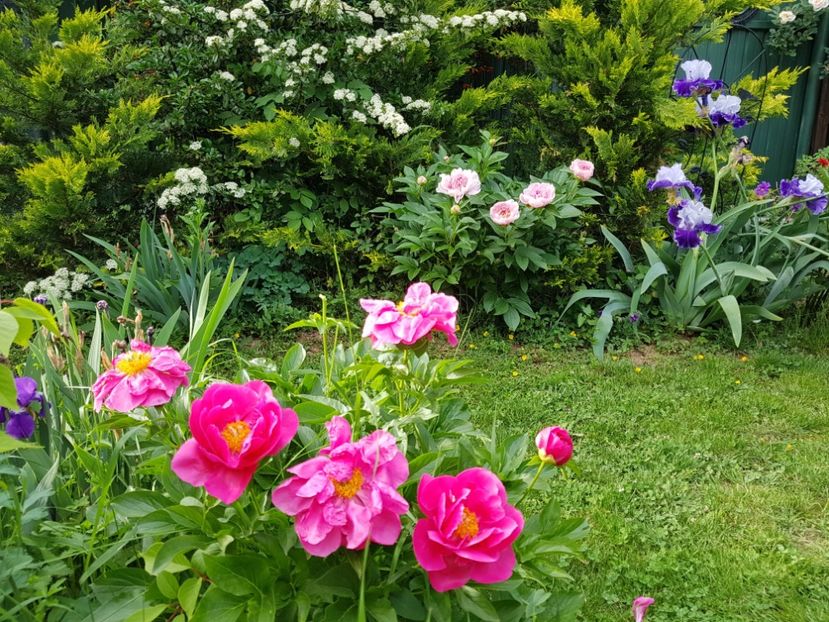  - 2020 Mai _Idilic Garden