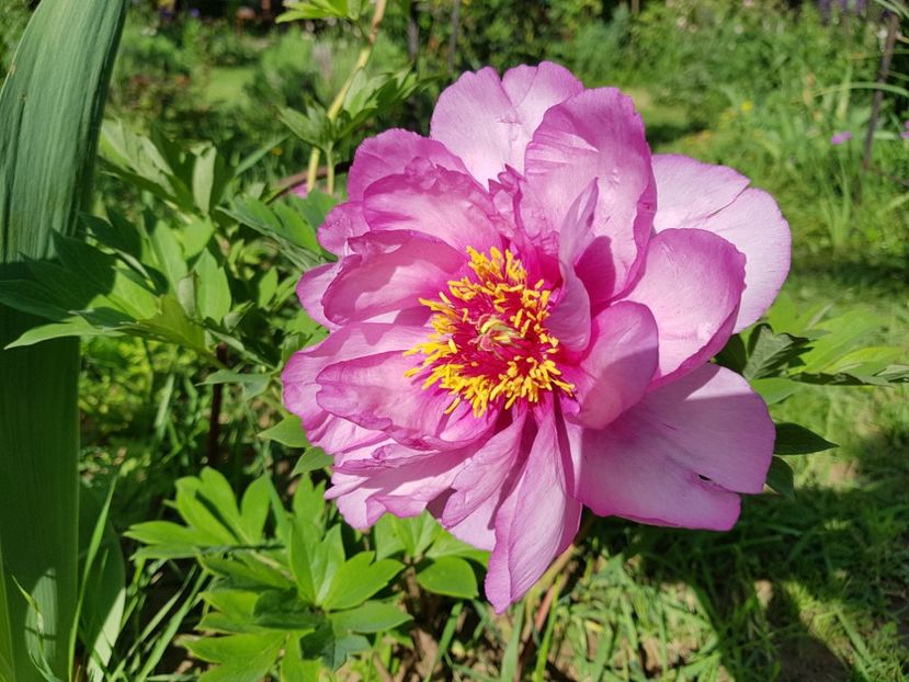 Morning Lilac - 2020 Bujori