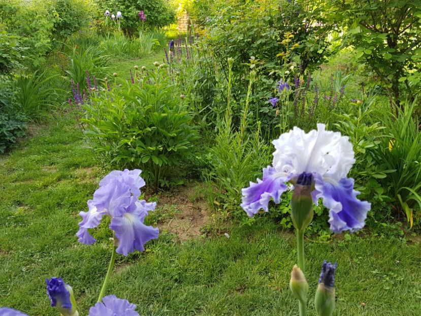  - 2020 Mai _Idilic Garden
