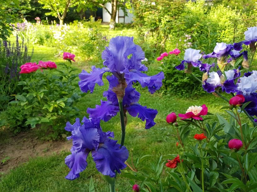  - 2020 Mai _Idilic Garden