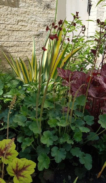 Heuchera sanguinea Leuchtkaffel - Mai 2020