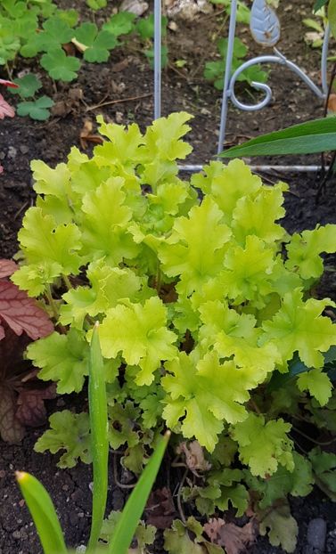 Heuchera Lime marmalade - Mai 2020