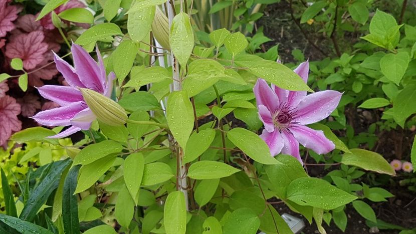Si clematita Nely Moser - Mai 2020