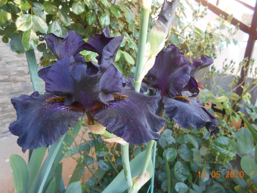 Old Black Magic - 1Irisi 2020