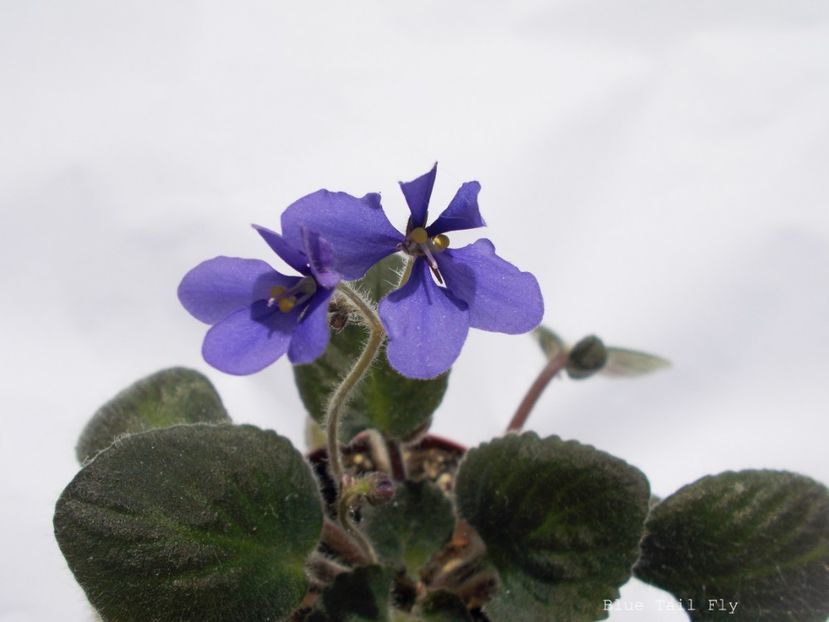 Blue Tail Fly - Colectie Violete africane 2020
