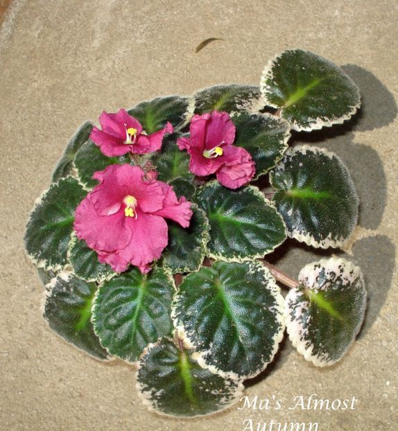Ma s Almost AUtumn - aaa CUMPAR pui sau frunze de Violete africane