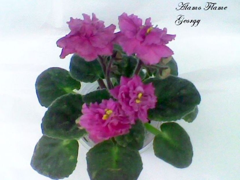 Alamo Flame - aaa CUMPAR pui sau frunze de Violete africane