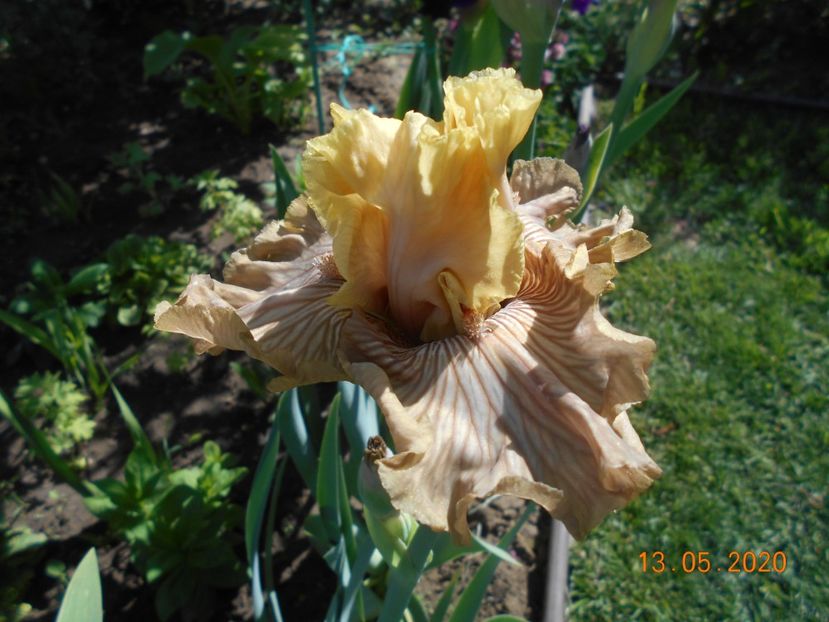 Just Crazy - 1Irisi 2020