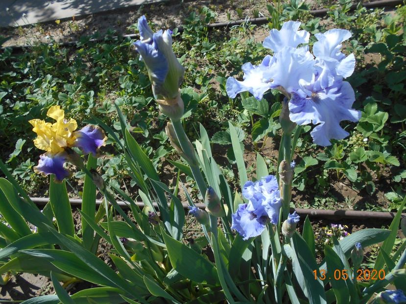 Tumulteux si Broken Patern - 1Irisi 2020