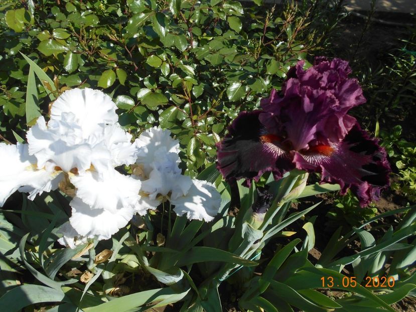 Silver Waltz si Fashion Diva - 1Irisi 2020