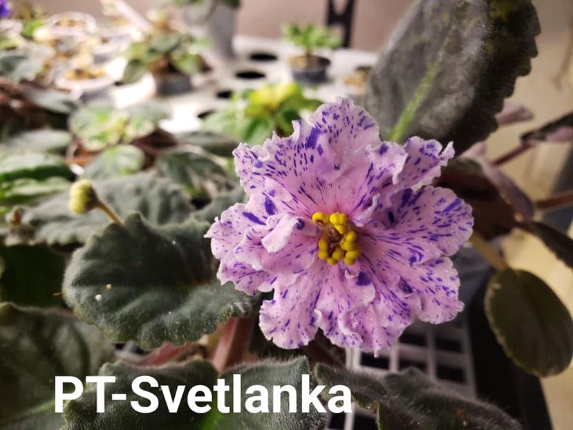 Poza net - PT Svetlana