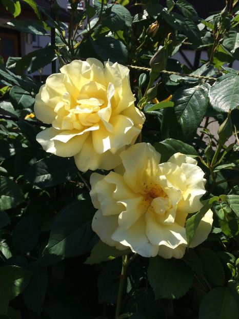 7.05.2020 - Zu-Cele mai frumoase grădini