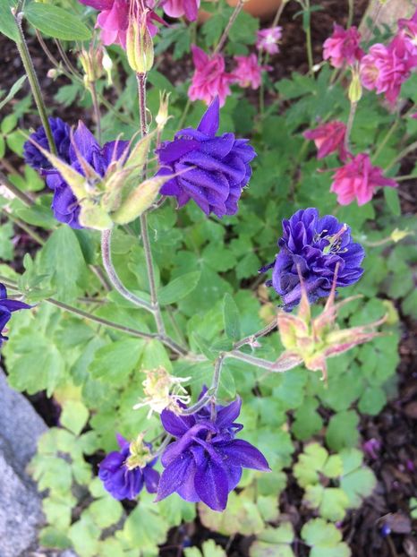 7.05.2020 - Zu-Cele mai frumoase grădini