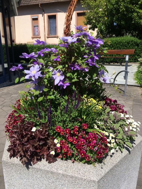 7.05.2020 - Zu-Cele mai frumoase grădini