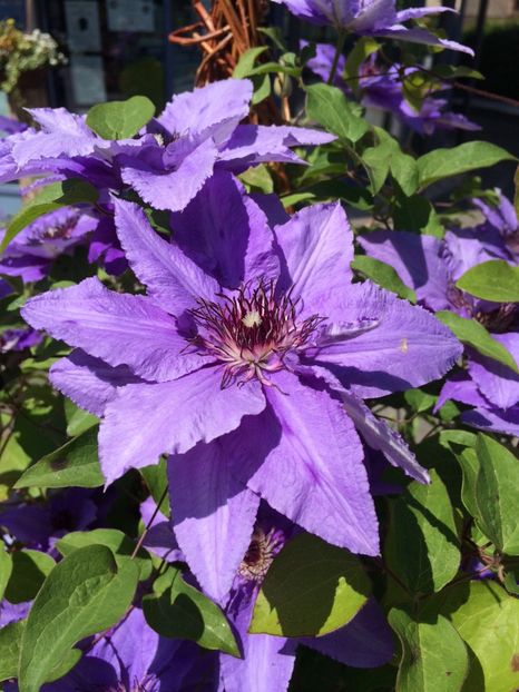 7.05.2020 - Zu-Cele mai frumoase grădini