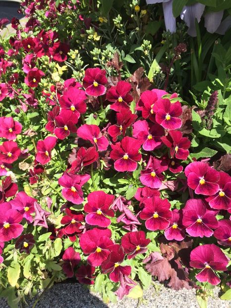 7.05.2020 - Zu-Cele mai frumoase grădini