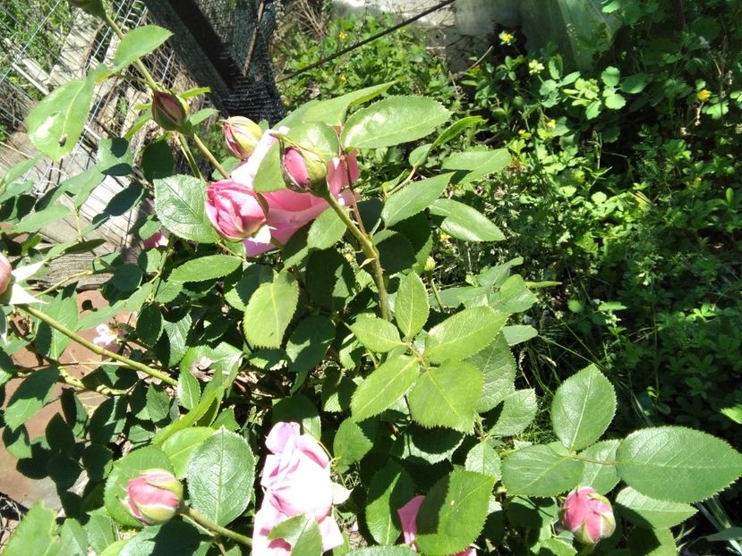 trandafir - Gradina primăvara 2020