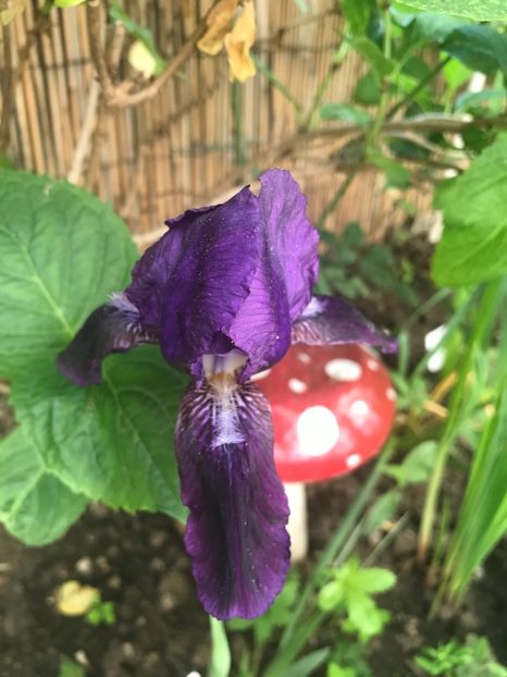 602A9C1B-43D7-4B17-8300-64BF6C0B7D9A - Irisi