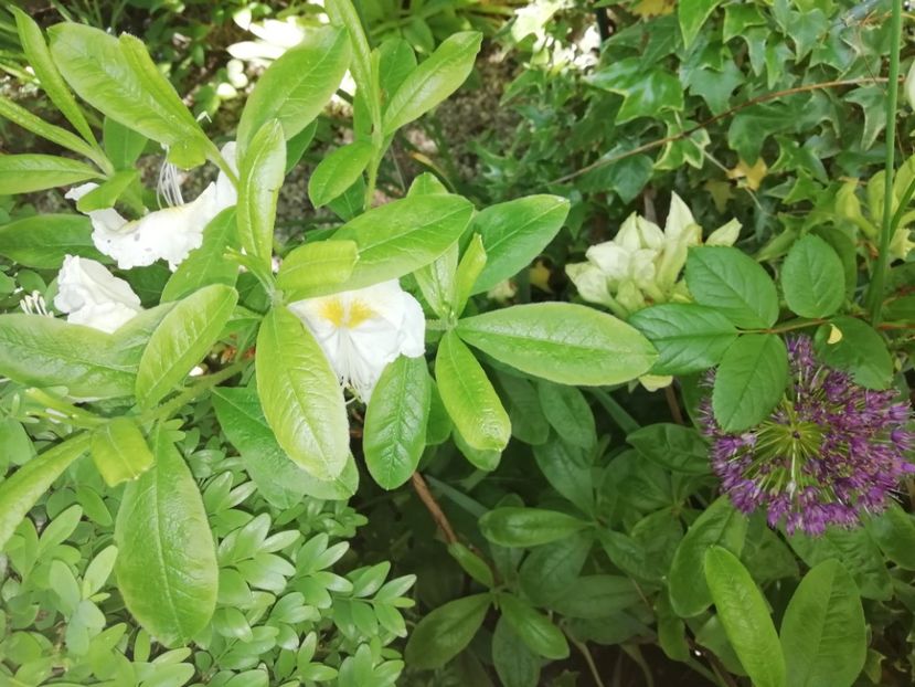 A. Mollis Toucan, dar după boboci nu pare - Rhododendron