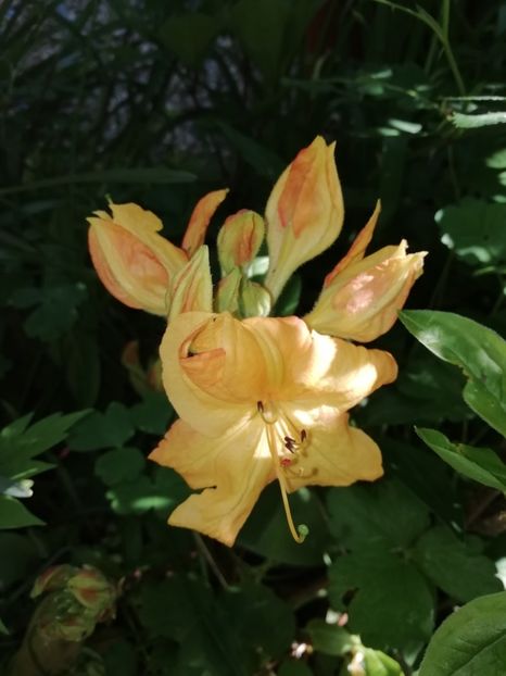 A. Mollis Klondyke - Rhododendron